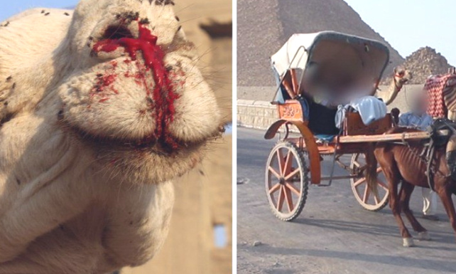 L'Egypte ou l'exploitation barbare des animaux /Egypt, primitive and savage country for animals