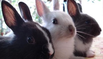 11 mars 2013 : date historique pour les animaux. Faisons en sorte que ça continue !