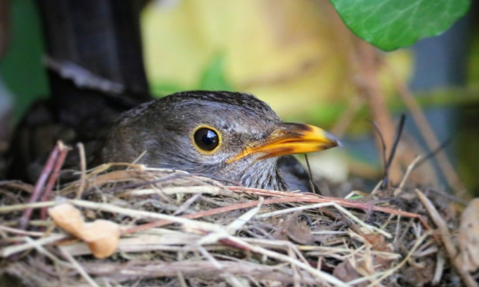 Les ruraux ne veulent plus être otages de la chasse
