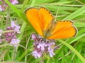 Pour le respect de l'allocation adulte handicapé