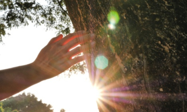 Plus d'arbres et moins de pelouses