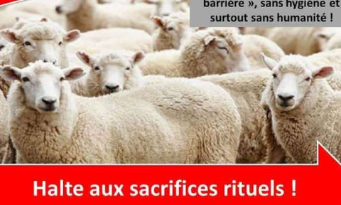 STOP au massacre des moutons