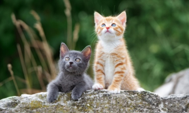 Sauvons les chatons de Vacquié