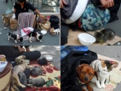 Interdire la mendicité avec animaux