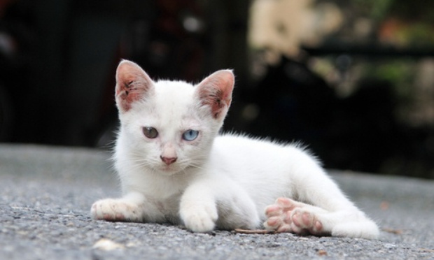 Une solution contre l'abandon des animaux