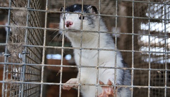 Contre l'ouverture d'un élevage honteux de plus de 160 000 visons de femelles et leurs petits à Wervik en Belgique !