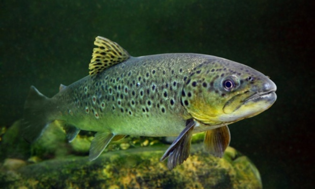 Boycott des saumons d'élevage