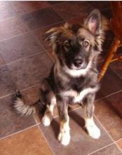 Non à l'extinction du chien domestique, éviter sa mort préméditée.