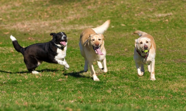 Service de Parcs à chiens