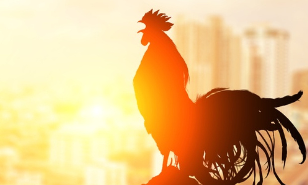 Interdiction des coqs dans les lotissements