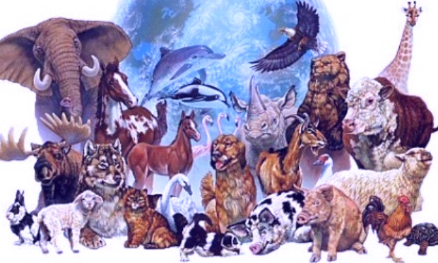 Non au commerce des espèces sauvages/The spotlight is on the Wildlife Trade