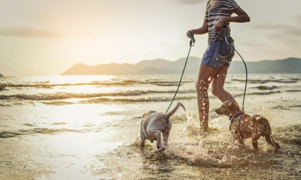 Pour avoir une plage pour chien