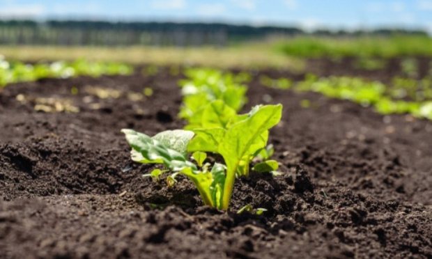 Annuler la dérogation permettant l’utilisation des neonicotinoides dans la betterave