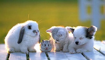 Pour la suppression de la sous-rubrique Animaux pour les particuliers sur le Bon Coin !