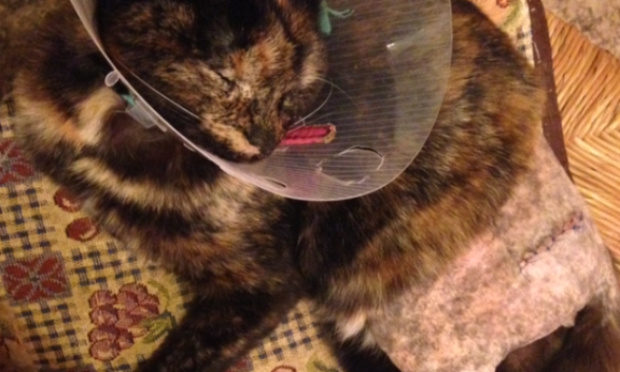 Enquête approfondie sur la disparition de chats à Granville