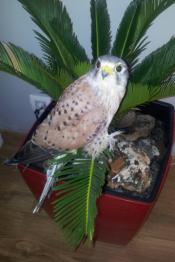 Sauvons Gaïa de l'euthanasie