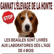 STOP au massacre des Beagles et souris de Gannat