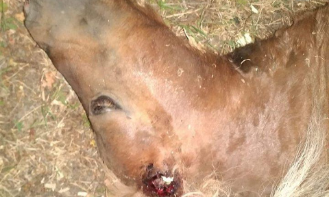 Justice pour le poney de Raymond Guréme : Halte à la barbarie envers les chevaux