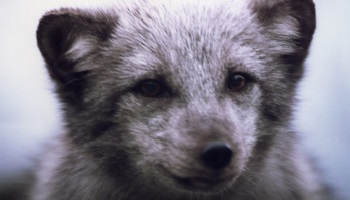 STOP au commerce de la fourrure !