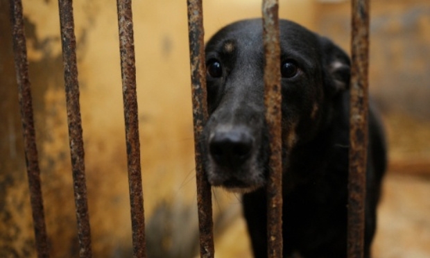 Pourquoi tant de souffrance animale ?