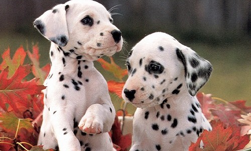 Pour l'interdiction de la vente d'animaux sur @leboncoin