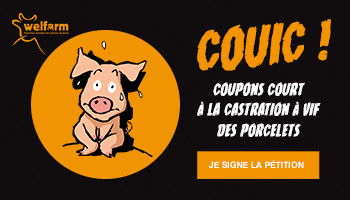 Pour demander l'arrêt de la castration à vif des porcelets !