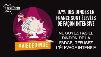 Pour qu'une réglementation protégeant les dindes d'élevage soit adoptée au plus vite