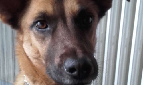 Connaissez-vous bien le chien créole ?