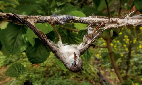 Faut-il interdire l'utilisation de 