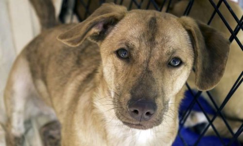 Bien-être animal : quelle est la meilleure façon d’adopter ?