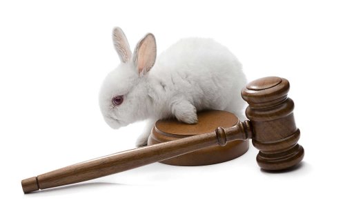 La cause animale doit-elle faire partie du grand débat ?