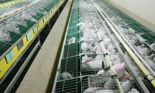 Élevages-usines : connaissez-vous cette pratique ?