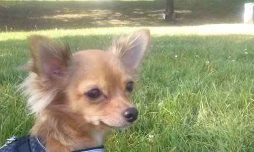 Accepteriez-vous une loi qui oblige un futur propriétaire d'un animal domestique, à réaliser  une formation d'habilitation sur les besoins vitaux et la compréhension de celui-ci avant d'avoir le droit de l'acheter ?