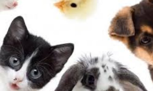 La Protection Animale doit-elle faire partie du Grand Débat ?