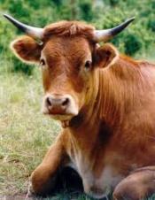 Êtes-vous pour ou contre l'étourdissement des animaux avant l'étranglement ?