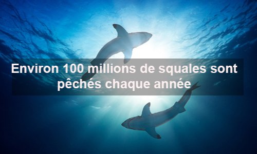 Saviez-vous que les requins sont menacés d’extinction ?