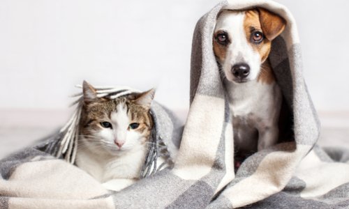 Bien-être animal : des juristes proposent de faire de l'animal une personne juridique, quelle est votre opinion ?