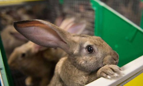 Selon vous, la cause animale est-elle assez représentée en politique ?