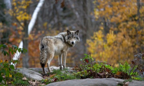 Etes vous pour la sauvegarde du loup?