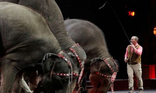 Faut il arrêter définitivement les cirques animaliers ?