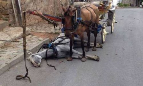 Accepteriez-vous de vous engager à ne pas monter en calèche sur les lieux touristiques ?