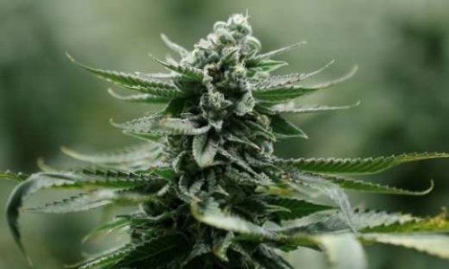 POUR ou CONTRE la légalisation du cannabis en France ?