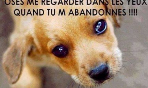 Êtes-vous pour un fichage des maltraitances et abandons d'animaux avec sanctions sévères ?
