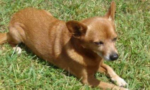 Etes-vous pour la création d'une police animale ?