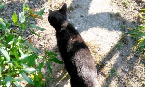 Etes-vous d'accord pour interdire la vente des chiots, des chiens et des chats en ligne, sur TOUS les sites gratuits ?