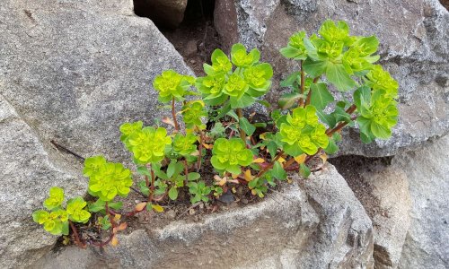 Acceptez-vous la présence des plantes sauvages sur les espaces publics dans nos villes et villages ?