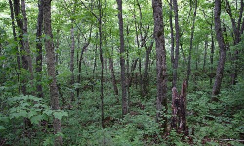 Pensez-vous que la France doit entreprendre une politique de reboisement massif comme l'Ethiopie ?