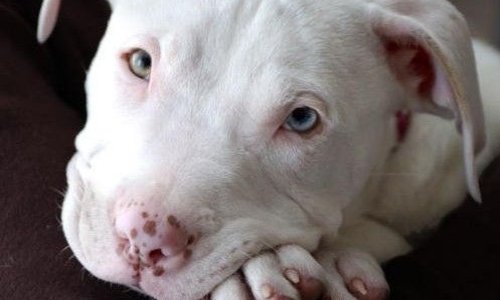 Seriez-vous prêt à changer la réglementation contre les pitbulls pour une plus large race de chiens et non la race pitbull et croisement seulement ?