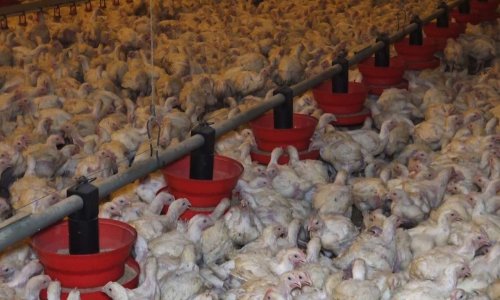 Quel est le meilleur moyen d'agir sur l'élevage intensif selon-vous?