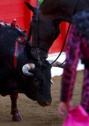 Êtes-vous pour l'abolition de la corrida en France ?